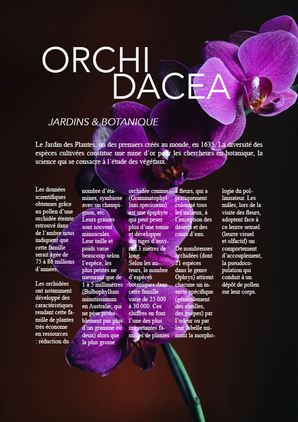 Affiche Orchi Dacea